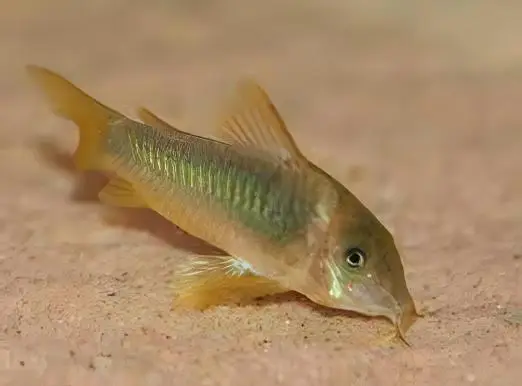 Green Gold Corydoras Melanotaenia 4cm Catfish - Image 3