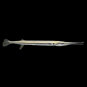 Green Needle Pike Potamorrhapis Guianensis 10cm