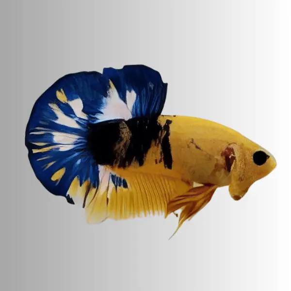 Male Betta Premium - Image 10