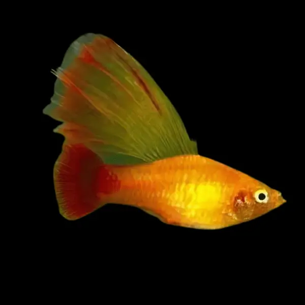 Hi Fin Platy Xiphophorus Maculatus 3cm