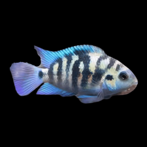 Honduras Red Point Cichlid Amatitlania Siquia 4cm
