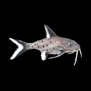 Hybrid Catfish Synodontis Granulosus x Schoutedeni 3cm