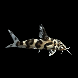 Hybrid Catfish Synodontis Petricola x Schoutedeni 3cm