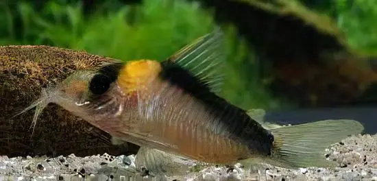 Imitator Corydoras Imitator 4cm Catfish - Image 5