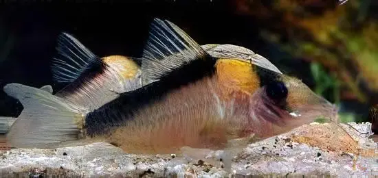 Imitator Corydoras Imitator 4cm Catfish - Image 6