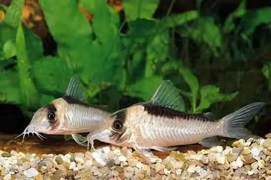 Imitator Corydoras Imitator 4cm Catfish - Image 7