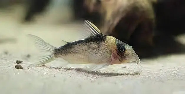 Imitator Corydoras Imitator 4cm Catfish - Image 3