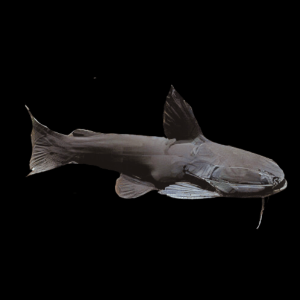 Iron Head Black Driftwood Catfish Trachycorystes Trachycorystes 12cm