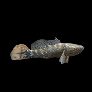 Jade Sleeper Goby Dormitator Maculatus 10cm
