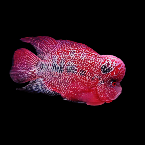 King Kamfa Flowerhorn Grade AA 20cm Show Adult Male