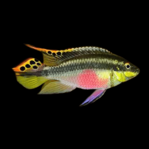 Kribensis Cichlid