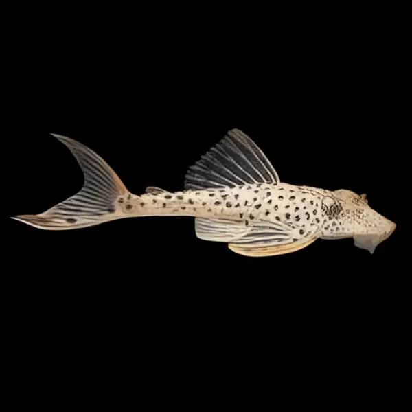 L11 Red Fin Thresher Pleco Plecostomus Annae