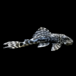 L127 Marble False Columbian Zebra Pleco Peckoltia Lujani 5cm