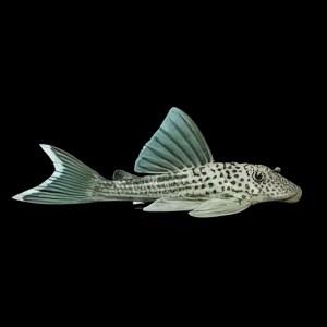 L141 White Tail Ghost Pleco Ancistomus Snethlageae 6cm