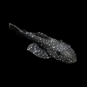 L235 Anthrax Flash Flat Flyer Pleco Pseudolithoxus Anthrax 6cm