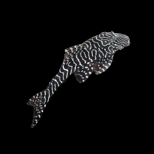 L257 Tiger Pleco Pseudolithoxus Tigris 6cm