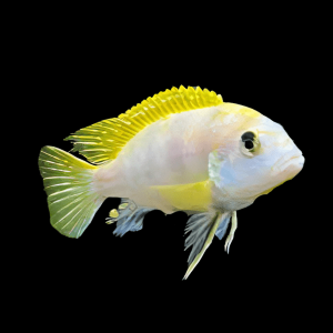 Labidochromis Perlmutt Malawi African Cichlid Small 2 Inches