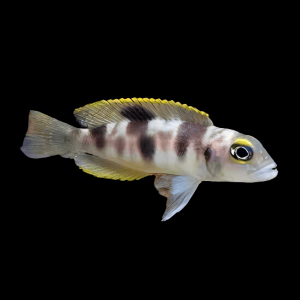 Lamprologus Boulengeri Tanganyikan African Cichlids 4cm