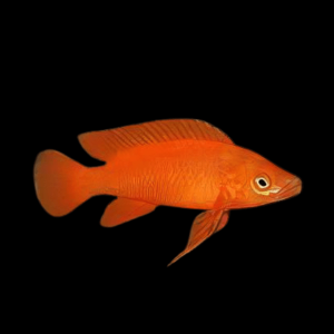 Lamprologus Leleupi Orange Tanganyikan African Cichlids 5cm