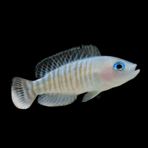Lamprologus Multifasciatus Tanganyikan African Cichlids 5cm