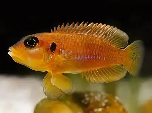 Lamprologus Occelatus Gold Tanganyikan African Cichlids 3cm - Image 4