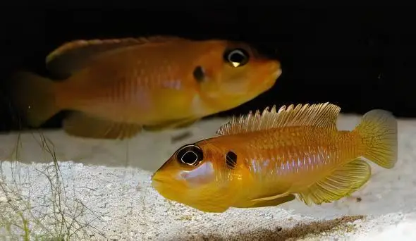 Lamprologus Occelatus Gold Tanganyikan African Cichlids 3cm - Image 6