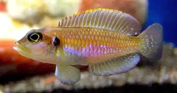 Lamprologus Occelatus Gold Tanganyikan African Cichlids 3cm - Image 3