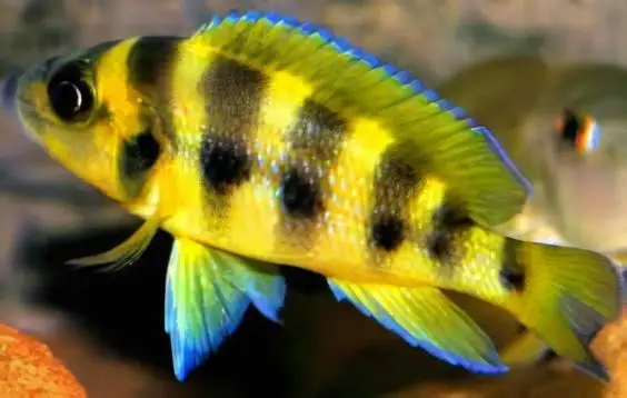 Lamprologus Sexfasiatus Gold Tanganyikan African Cichlids 5cm - Image 4