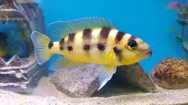 Lamprologus Sexfasiatus Gold Tanganyikan African Cichlids 5cm - Image 3