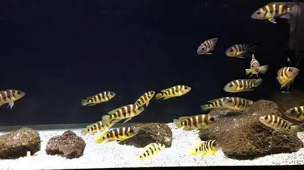 Lamprologus Sexfasiatus Gold Tanganyikan African Cichlids 5cm - Image 7