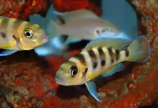 Lamprologus Sexfasiatus Gold Tanganyikan African Cichlids 5cm - Image 5