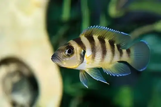 Lamprologus Sexfasiatus Gold Tanganyikan African Cichlids 5cm - Image 6