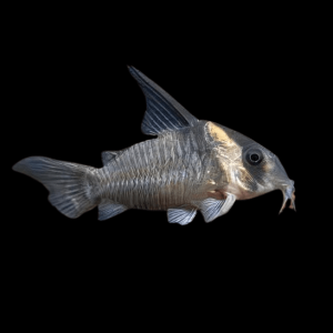 Lessex Corydoras Lessex CW045 4cm Catfish
