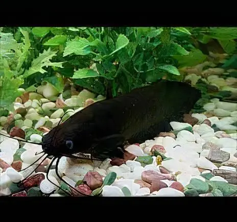 Liver Catfish Heteropneustes Fossilis 5cm - Image 4