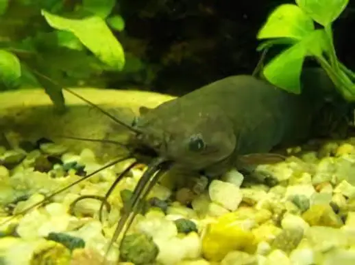 Liver Catfish Heteropneustes Fossilis 5cm - Image 5