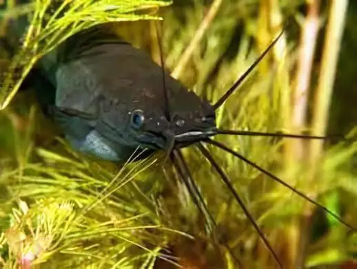 Liver Catfish Heteropneustes Fossilis 5cm - Image 6
