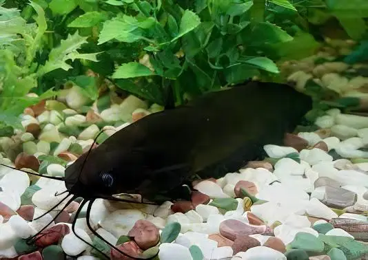 Liver Catfish Heteropneustes Fossilis 5cm - Image 7