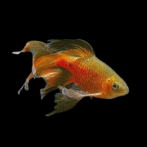 Long Fin Rosy Barb Pethia Conchonius 4cm