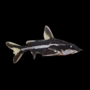 Long Nosed Striped Dora Raphael Catfish Orinocodoras Eigenmanni 5cm