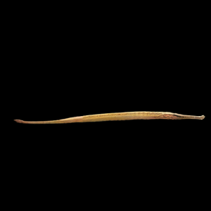 Longmouth Pipefish Doryichthys Heterosoma 8cm