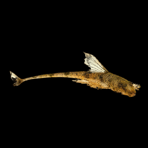 Marbled Whiptail Loricaria Simillima 5cm