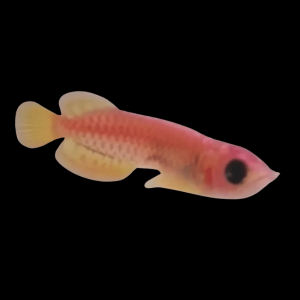 Malaysian Golden Red Panda Crossback Arowana Scleropages Formosus 20cm