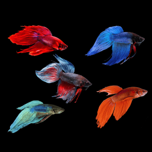 Male Betta Assorted