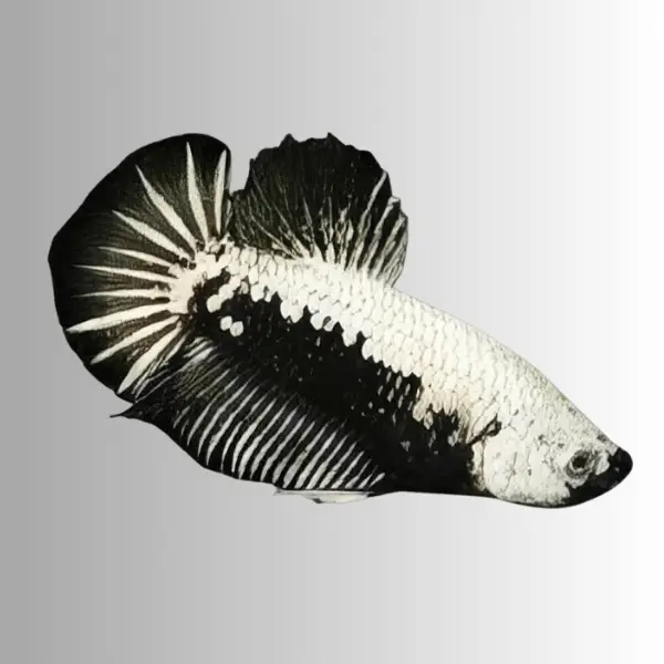 Male Betta Premium - Image 16