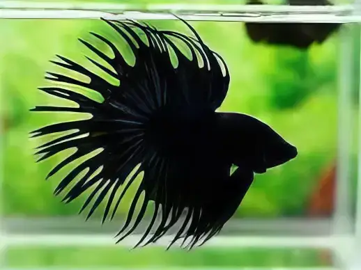 Male Betta Crown Tail - Image 3