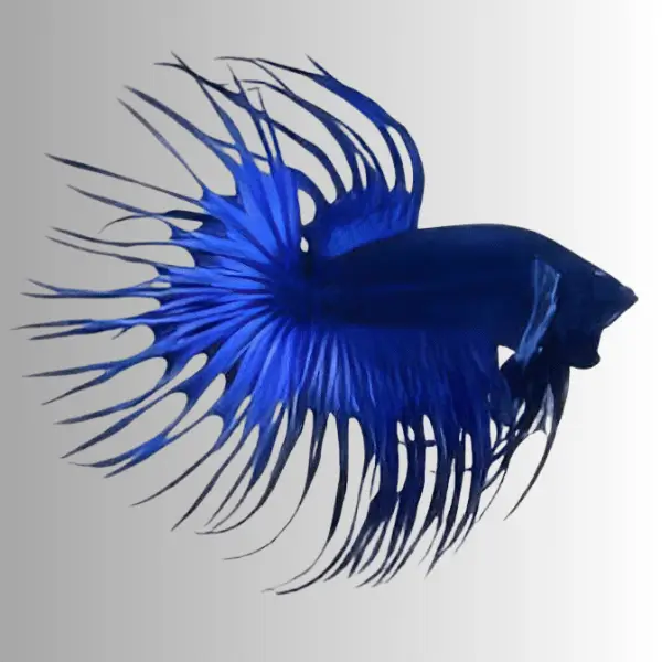 Male Betta Crown Tail - Image 5