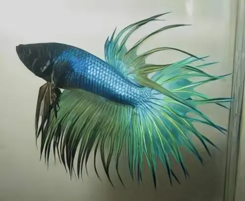 Male Betta Crown Tail - Image 4