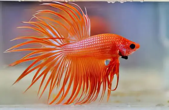 Male Betta Crown Tail - Image 6