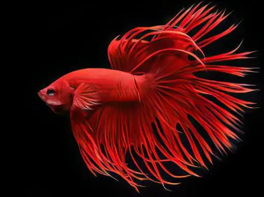 Male Betta Crown Tail - Image 8