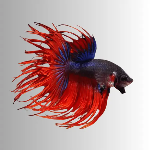Male Betta Crown Tail - Image 10